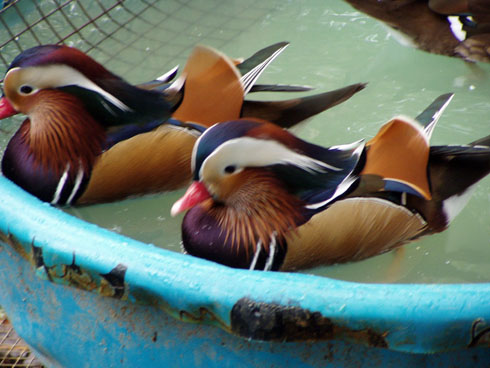 Mandarins in pool